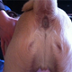 Image for article titled This Dog's Butthole Seriously Looks Like Jesus